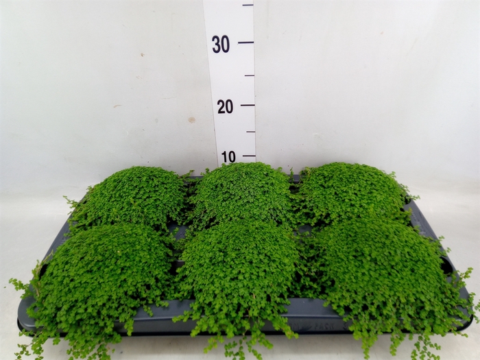 <h4>Soleirolia soleirolii   ...green</h4>