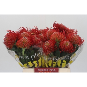 Nutans Ayoba Red
