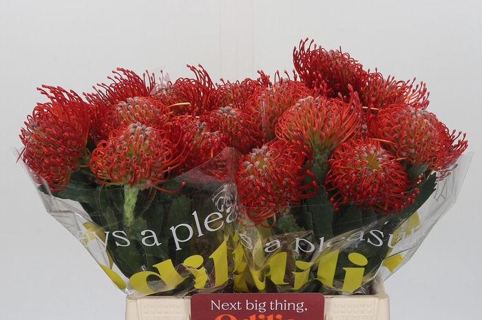 Nutans Ayoba Red