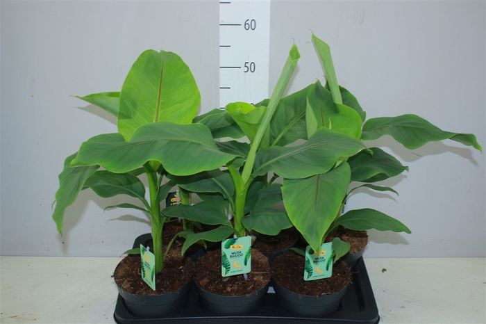 Musa Basjo