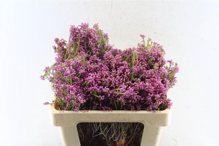 <h4>Kaaps Erica Cubica</h4>