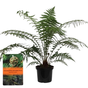 Dicksonia Antarctica (Tasmaanse Boomvaren)