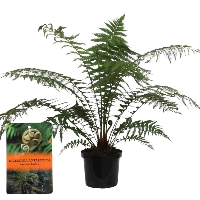 <h4>Dicksonia Antarctica (Tasmaanse Boomvaren)</h4>