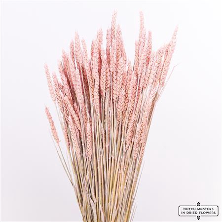 <h4>Dried Triticum X5 Frosted Pink Bunch</h4>