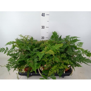 Humata griffithiana var. tyermannii