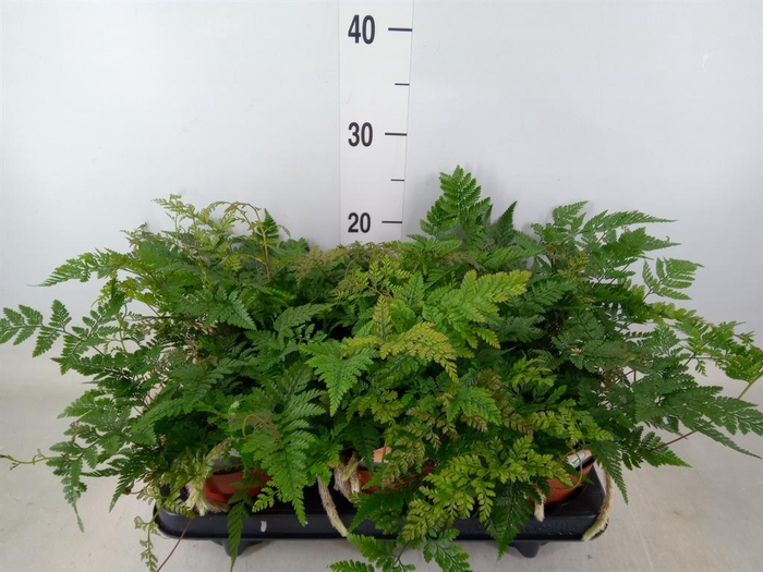 <h4>Humata griffithiana var. tyermannii</h4>