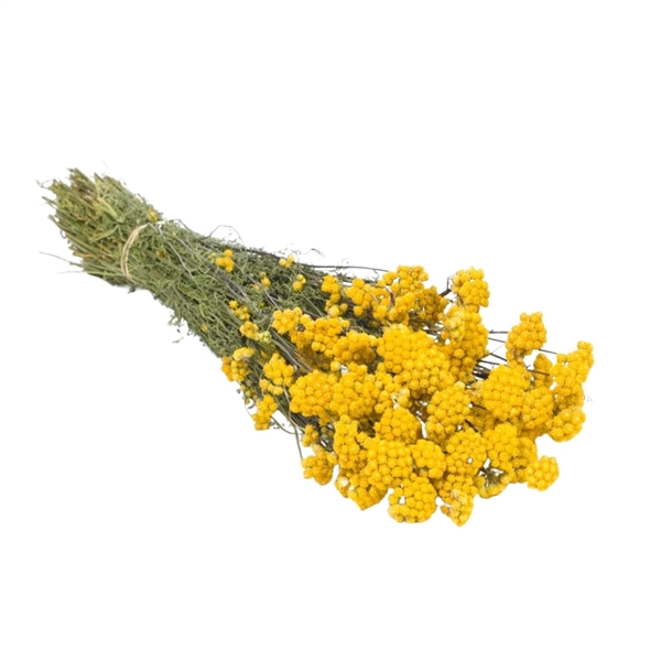 <h4>Droogbloemen - Lona Yellow</h4>