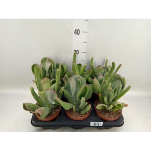 Kalanchoe NF thyrsiflora 'Red Lips'