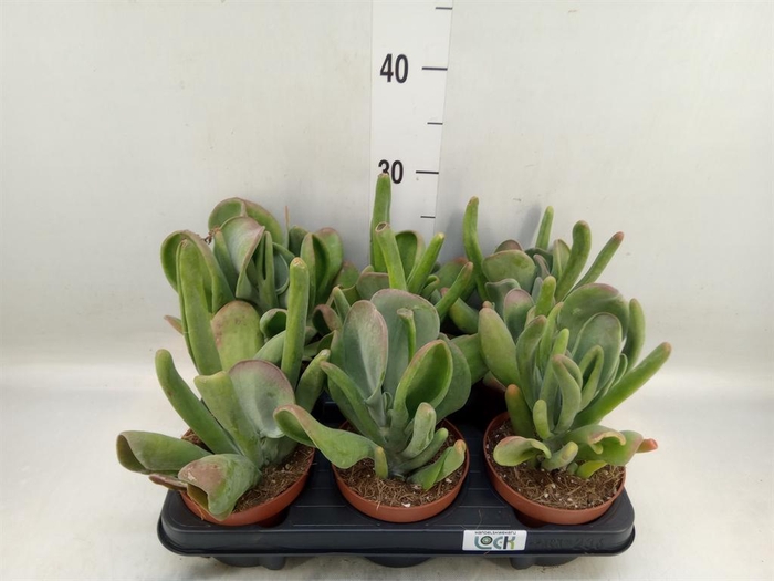 <h4>Kalanchoe NF thyrsiflora 'Red Lips'</h4>