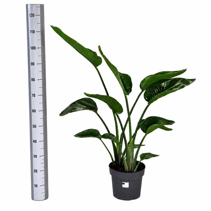 <h4>STRELITZIA NICOLAI</h4>