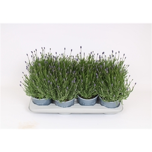 Lavandula Angustifolia 'Essence Purple'