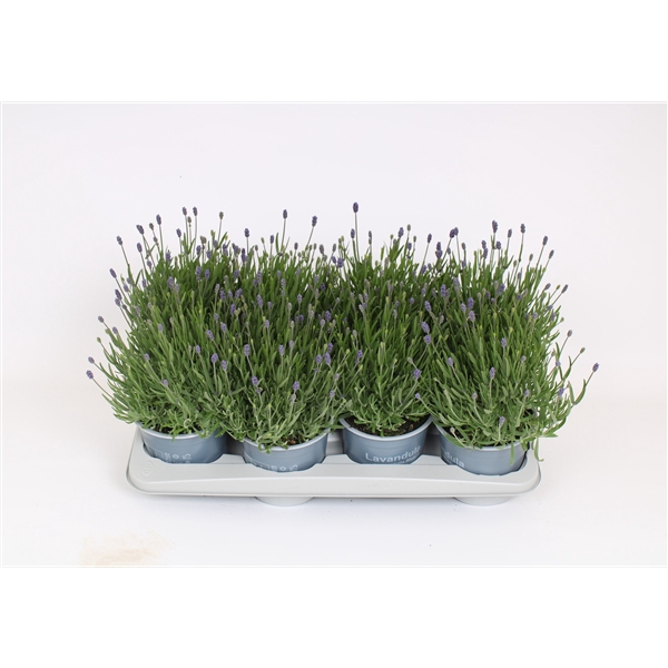 <h4>Lavandula Angustifolia</h4>