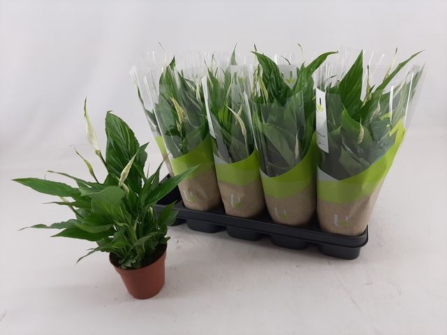 Spathiphyllum Torelli 12Ø 40cm 3fl