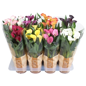 Zantedeschia gemengd Calla mix in bedrukte hoes