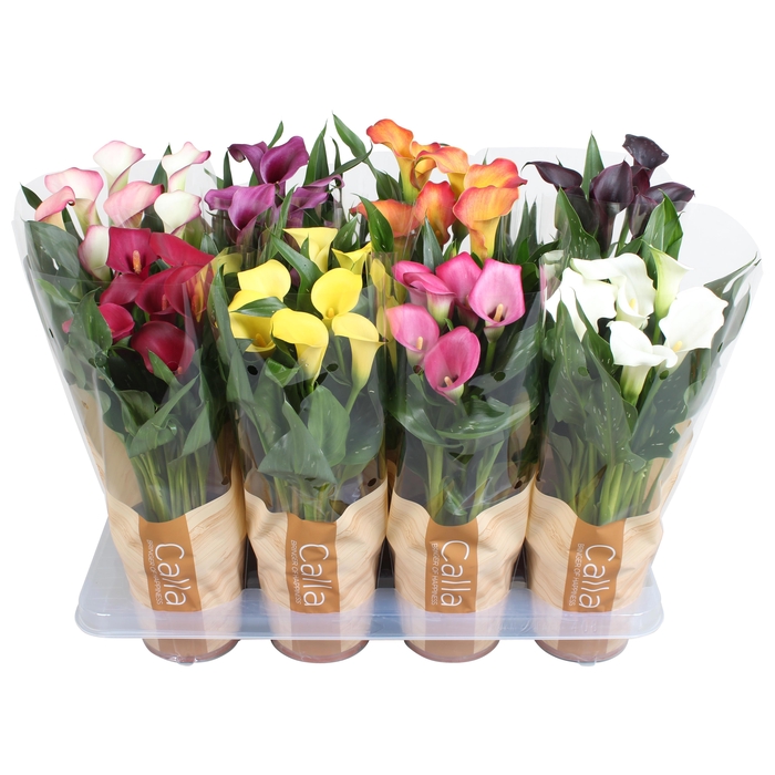 <h4>Zantedeschia gemengd Calla mix in bedrukte hoes</h4>