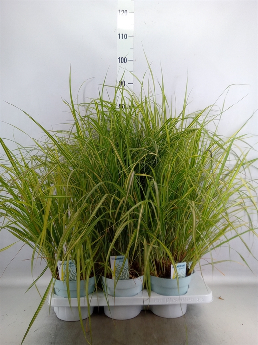 <h4>Calamagrostis acutifl. 'Overdam'</h4>