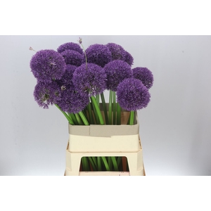 Allium Big Balls