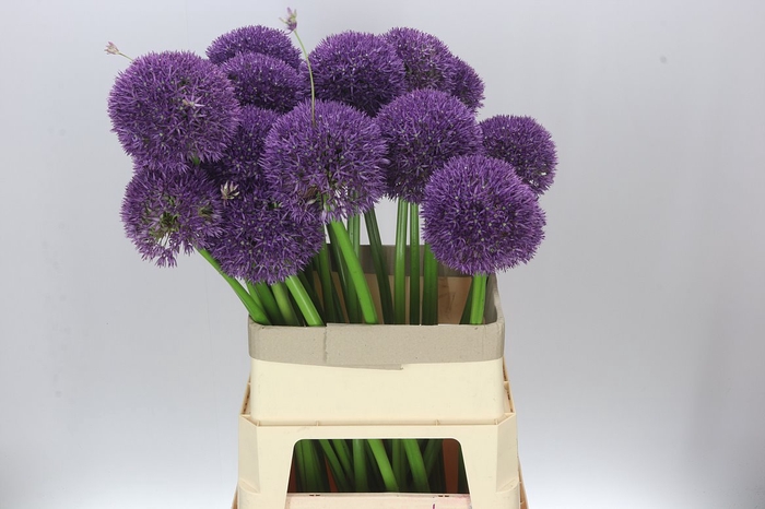 <h4>Allium Big Balls</h4>