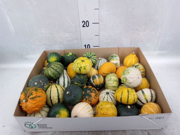 <h4>Cucurbita   ...</h4>