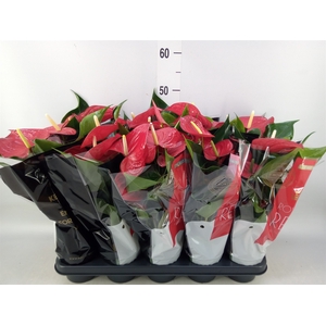 Anthurium andr. 'Querida'