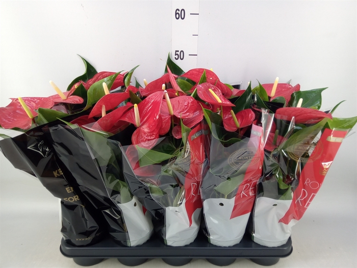 <h4>Anthurium andr. 'Querida'</h4>