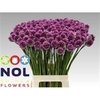 Allium Sphaerocephal (kogel)