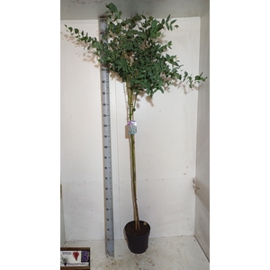 EUCAL GUNNII