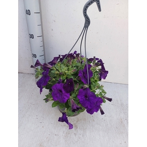 PET GO!TUNIA DA BLUE