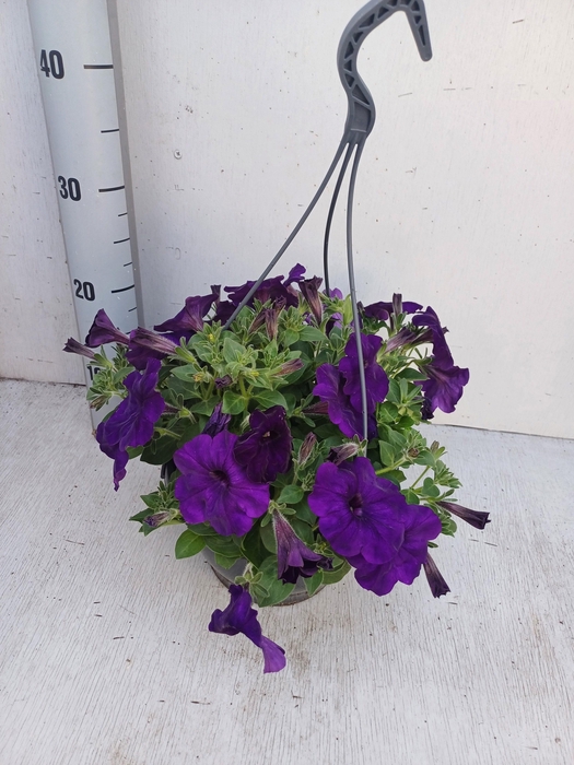 <h4>PET GO!TUNIA DA BLUE</h4>