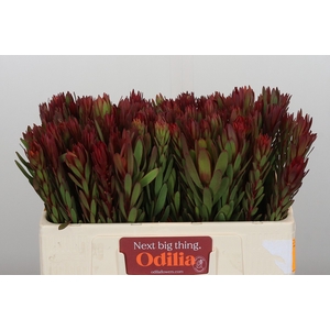Leucadendron Safari Sunset