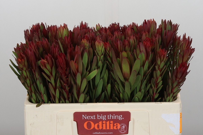 <h4>Leucadendron Safari Sunset</h4>