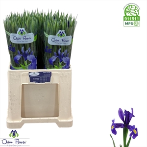 IRIS BLUE MAGIC