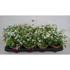 Euphorbia  'Loreen Compact White'