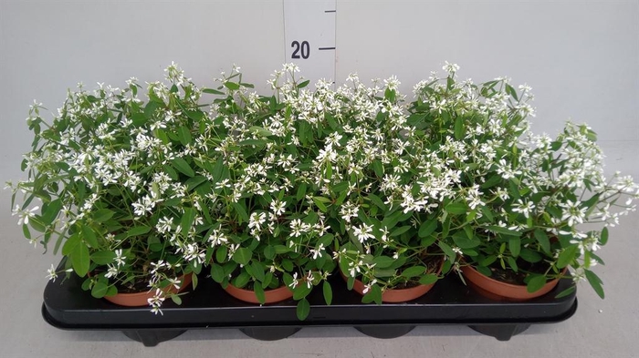<h4>Euphorbia  'Loreen Compact White'</h4>