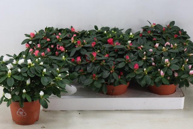 <h4>RHODO SI VOGEL GEM</h4>