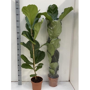 FICUS LYRATA