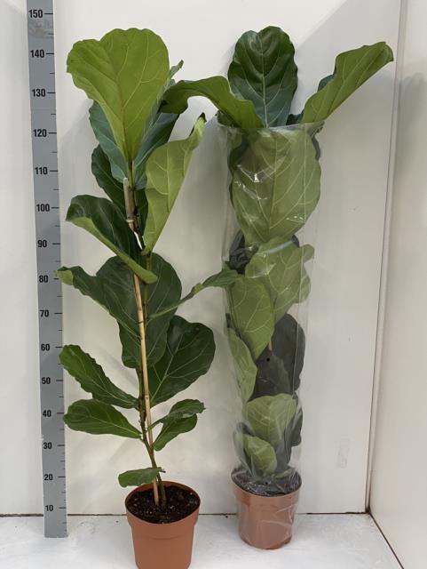 FICUS LYRATA