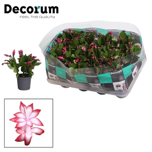 Schlumbergera - 7 cm - Red (Exotic) - Decorum