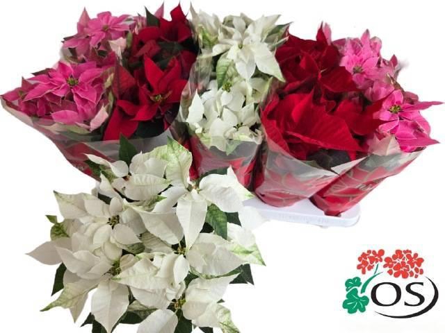 <h4>EUPHOR P GEM 4KL</h4>