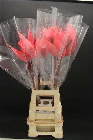 Anthurium Xavia