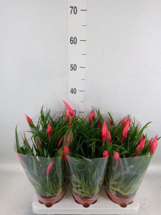 <h4>Vriesea 'Astrid'</h4>