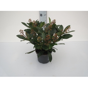 Skimmia Rubella
