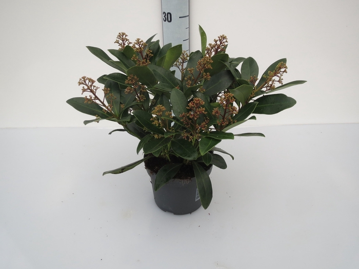 <h4>Skimmia Rubella</h4>