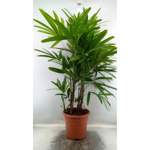 Rhapis excelsa