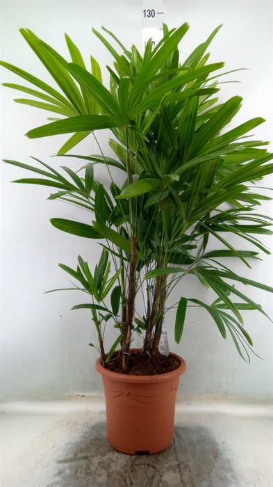 <h4>Rhapis excelsa</h4>