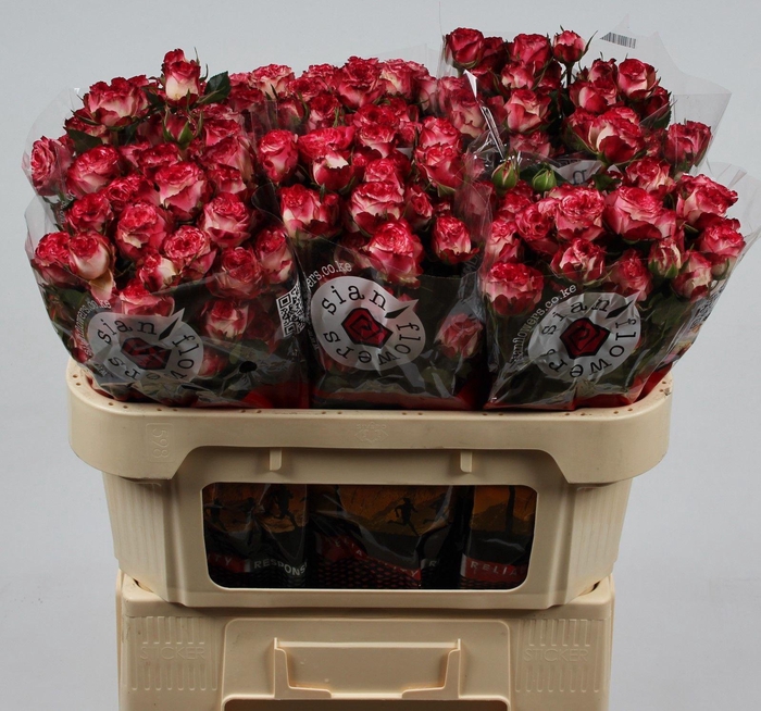 <h4>R TR SUNSET MAGIC</h4>