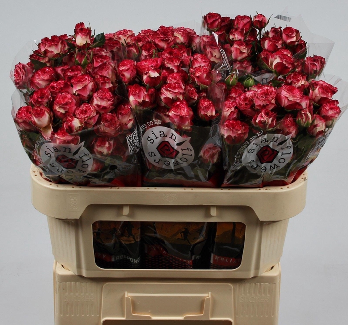 <h4>R TR SUNSET MAGIC</h4>