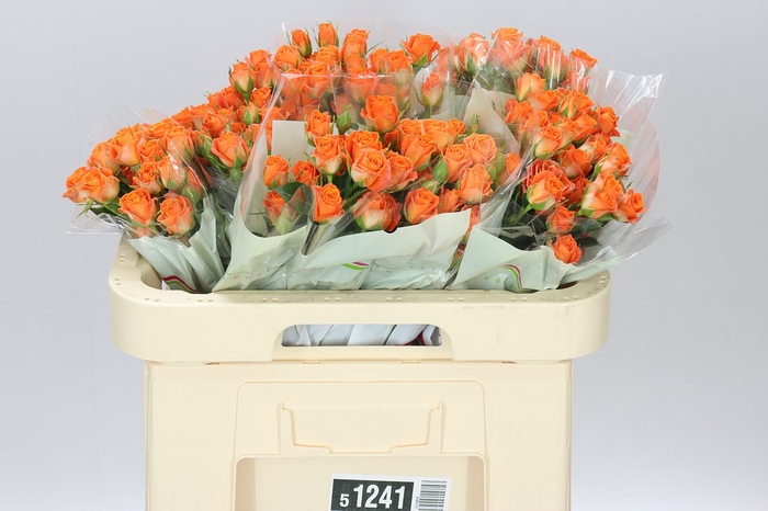 <h4>Rosa Tr Picanto X5</h4>