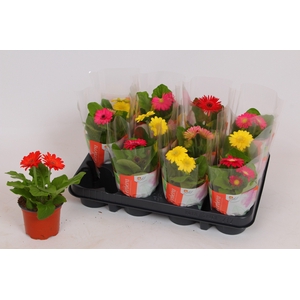 Gerbera Colourgame basic line (15-17cm)