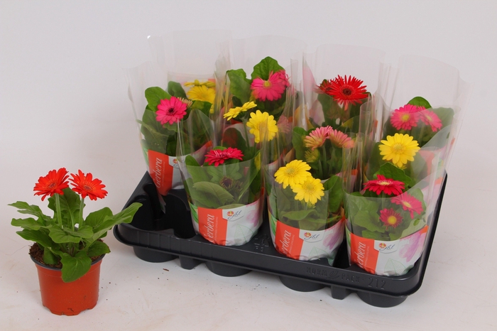<h4>Gerbera Colourgame basic line (15-17cm)</h4>
